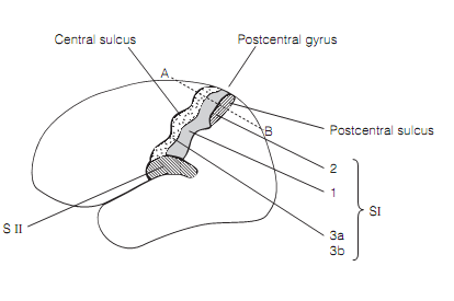 1947_Dorsal column–medial lemniscal (DcmL) pathway  2.png